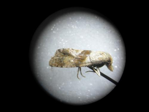 Cochylini